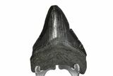 Serrated, Juvenile Megalodon Tooth - South Carolina #172105-2